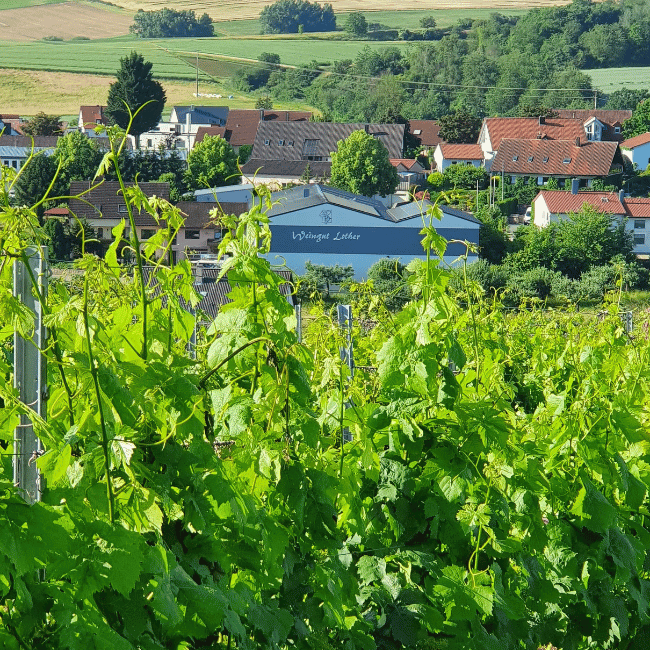 Weingut Lother, Hof